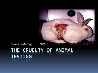By America Monge

THE CRUELTY OF ANIMAL
TESTING
 