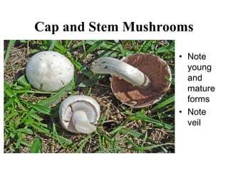 Cap and Stem Mushrooms

                   • Note
                     young
                     and
                     mature
                     forms
                   • Note
                     veil
 