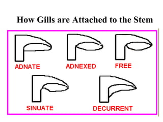 How Gills are Attached to the Stem
 