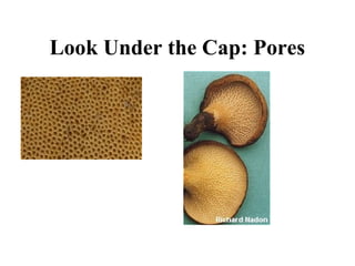 Look Under the Cap: Pores
 