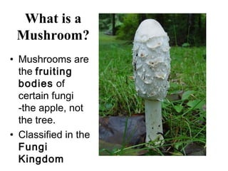 What is a
 Mushroom?
• Mushrooms are
  the fruiting
  bodies of
  certain fungi
  -the apple, not
  the tree.
• Classified in the
  Fungi
  Kingdom
 