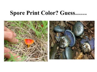 Spore Print Color? Guess……
 
