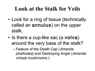 Look at the Stalk for Veils
• Look for a ring of tissue (technically
  called an annulus) on the upper
  stalk.
• Is there a cup-like sac (a volva)
  around the very base of the stalk?
  – Feature of the Death Cap (Amanita
    phalloides) and Destroying Angel (Amanita
    virosa) mushrooms.)
 