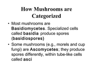 How Mushrooms are
          Categorized
• Most mushrooms are
  Basidiomycetes. Specialized cells
  called basidia produce spores
  (basidiospores)
• Some mushrooms (e.g., morels and cup
  fungi) are Ascomycetes; they produce
  spores differently, within tube-like cells
  called asci
 