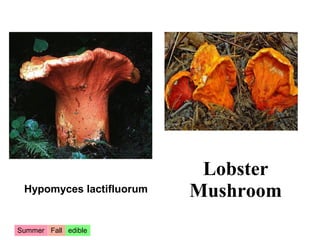 Lobster
 Hypomyces lactifluorum   Mushroom
Summer Fall edible
 