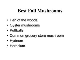 Best Fall Mushrooms
•   Hen of the woods
•   Oyster mushrooms
•   Puffballs
•   Common grocery store mushroom
•   Hydnum
•   Herecium
 