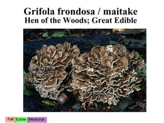 Grifola frondosa / maitake
         Hen of the Woods; Great Edible




Fall Edible Medicinal
 