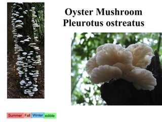 Oyster Mushroom
                            Pleurotus ostreatus




Summer Fall Winter edible
 