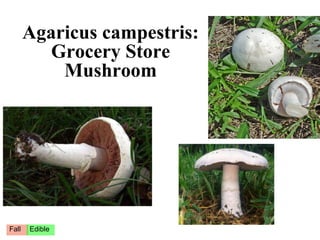 Agaricus campestris:
          Grocery Store
           Mushroom           Meadow mushroom




Fall   Edible
 