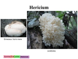 Hericium




Erinaceus / lion's mane




                                      coralloides


Summer Fall edible Medicinal
 
