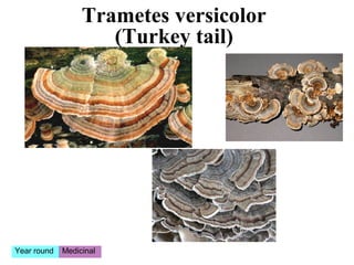 Trametes versicolor
                     (Turkey tail)




Year round   Medicinal
 