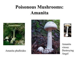 Poisonous Mushrooms:
               Amanita




                           Amanita
                           virosa:
Amanita phalloides         Destroying
                           Angel
 