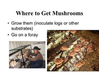 Where to Get Mushrooms
• Grow them (inoculate logs or other
  substrates)
• Go on a foray
 
