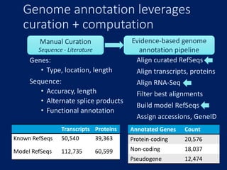 Genome annotation leverages
curation + computation
Genes:
• Type, location, length
Sequence:
• Accuracy, length
• Alternate splice products
• Functional annotation
Align curated RefSeqs
Align transcripts, proteins
Align RNA-Seq
Filter best alignments
Build model RefSeqs
Assign accessions, GeneID
Evidence-based genome
annotation pipeline
Manual Curation
Sequence - Literature
Transcripts Proteins
Known RefSeqs 50,540 39,363
Model RefSeqs 112,735 60,599
Annotated Genes Count
Protein-coding 20,576
Non-coding 18,037
Pseudogene 12,474
 