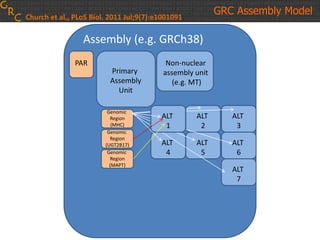 Assembly (e.g. GRCh38)
Primary
Assembly
Unit
Non-nuclear
assembly unit
(e.g. MT)
PAR
Genomic
Region
(MHC)
Genomic
Region
(UGT2B17)
Genomic
Region
(MAPT)
Church et al., PLoS Biol. 2011 Jul;9(7):e1001091
GRC Assembly Model
ALT
2
ALT
3
ALT
4
ALT
5
ALT
6
ALT
7
ALT
1
 