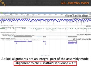 GRC Assembly Model
Alt loci alignments are an integral part of the assembly model
alignment to chr + scaffold sequence = Alt
 