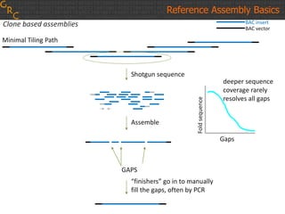BAC insert
BAC vector
Shotgun sequence
Assemble
Foldsequence
Gaps
deeper sequence
coverage rarely
resolves all gaps
GAPS
“finishers” go in to manually
fill the gaps, often by PCR
Clone based assemblies
Reference Assembly Basics
Minimal Tiling Path
 
