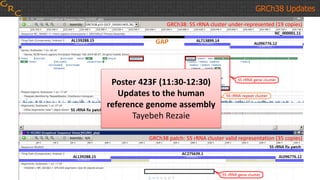 GRCh38 Updates
GRCh38: 5S rRNA cluster under-represented (19 copies)
GRCh38 patch: 5S rRNA cluster valid representation (35 copies)
Poster 423F (11:30-12:30)
Updates to the human
reference genome assembly
Tayebeh Rezaie
 