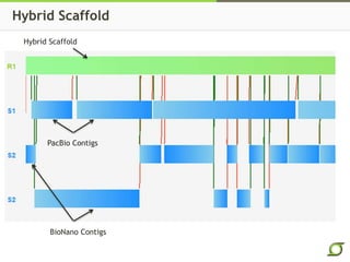 Hybrid Scaffold
Hybrid Scaffold
PacBio Contigs
BioNano Contigs
 