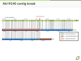 NA19240 contig break
 
