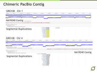 Chimeric PacBio Contig
GRCh38 – Chr 1
GRCh38 – Chr 4
NA19240 Contig
NA19240 Contig
Segmental Duplications
Segmental Duplications
 