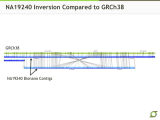 NA19240 Inversion Compared to GRCh38
GRCh38
NA19240 Bionano Contigs
 