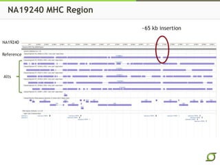 NA19240 MHC Region
NA19240
Reference
Alts
~65 kb insertion
 