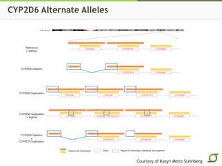 CYP2D6 Alternate Alleles
Courtesy of Karyn Meltz Steinberg
 
