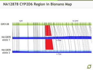 NA12878 CYP2D6 Region in Bionano Map
GRCh38
NA12878
allele 1
NA12878
allele 2
 