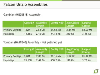 Falcon Unzip Assemblies
Contig # Assembly
Length
Contig N50 Avg Contig
Length
Largest
Contig
Primary Contigs 1220 2.83 Gb 21.63 Mb 2.31 Mb 83.00 Mb
Haplotigs 11,686 2.45 Gb 443.3 Kb 210 Kb 3.41 Mb
Gambian (HG02818) Assembly
Contig # Assembly
Length
Contig N50 Avg Contig
Length
Largest
Contig
Primary Contigs 1,801 2.83 Gb 21.16 Mb 1.57 Mb 81.12 Mb
Haplotigs 13,130 2.49 Gb 458.2 Kb 190 Kb 3.23 Mb
Yoruban (NA19240) Assembly – Not polished yet
 