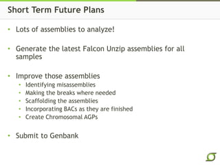 Short Term Future Plans
• Lots of assemblies to analyze!
• Generate the latest Falcon Unzip assemblies for all
samples
• Improve those assemblies
• Identifying misassemblies
• Making the breaks where needed
• Scaffolding the assemblies
• Incorporating BACs as they are finished
• Create Chromosomal AGPs
• Submit to Genbank
 