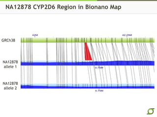 NA12878 CYP2D6 Region in Bionano Map
GRCh38
NA12878
allele 1
NA12878
allele 2
 