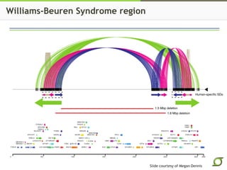 Williams-Beuren Syndrome region 
Slide courtesy of Megan Dennis 
 