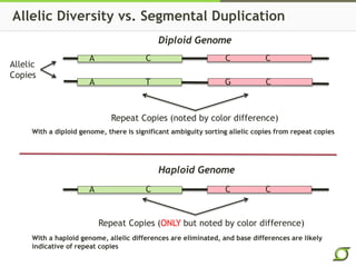 Allelic Diversity vs. Segmental Duplication 
A 
A 
C 
T 
C 
G 
C 
C 
Repeat Copies (noted by color difference) 
Allelic 
C...