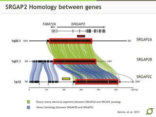 SRGAP2 Homology between genes 
Shows nearly identical segments between SRGAP2A and SRGAP2 paralogs 
Shows homology between...