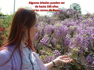 Algunos árboles pueden serAlgunos árboles pueden ser
de hasta 100 añosde hasta 100 años
y los ramos de floresy los ramos de flores
 