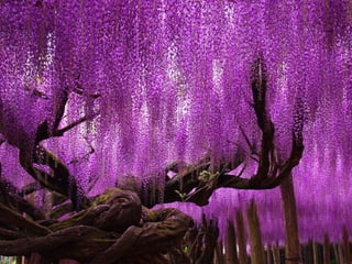 Ashikaga - Japanese Gardens