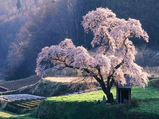 Ashikaga - Japanese Gardens
