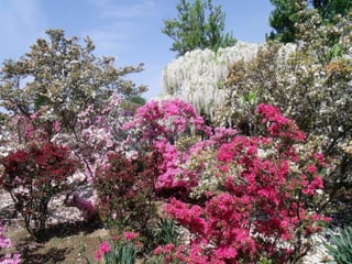 Ashikaga - Japanese Gardens