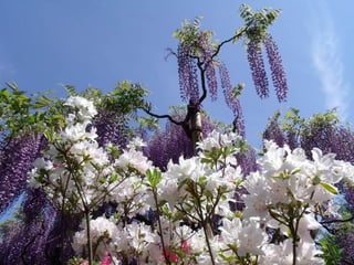 Ashikaga - Japanese Gardens