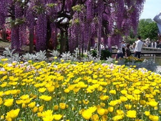 Ashikaga - Japanese Gardens