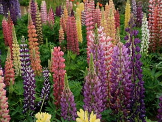 Ashikaga - Japanese Gardens