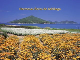 Hermosas flores de Ashikaga
 