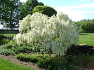 Ashikaga - Japanese Gardens
