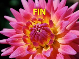 Ashikaga - Japanese Gardens