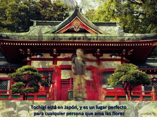 Tochigi está en Japón, y es un lugar perfectoTochigi está en Japón, y es un lugar perfecto
para cualquier persona que ama las florespara cualquier persona que ama las flores
 