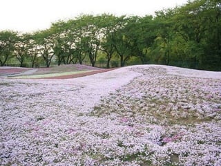 Ashikaga - Japanese Gardens