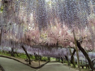 Ashikaga - Japanese Gardens