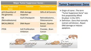 ONCOGENE & Tumor suppressor gene ....... | PDF