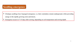 18
 Chickpea seedlings have hypogeal emergence, i.e, their cotyledons remain underground, while providing
energy to the rapidly growing roots and shoots.
 Emergence occurs in 7-15 days after sowing, depending on soil temperature and sowing depth.
Seedling emergence
 